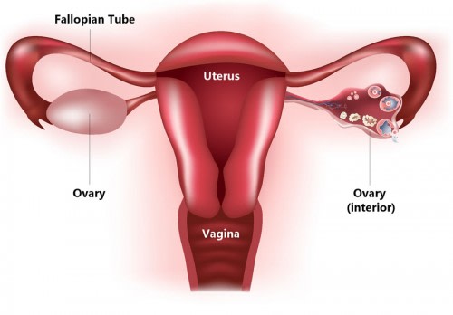 female reproductive system