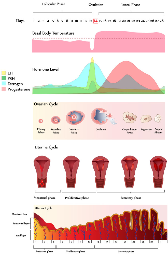Menstrual Cycle | Rainbow Fertility